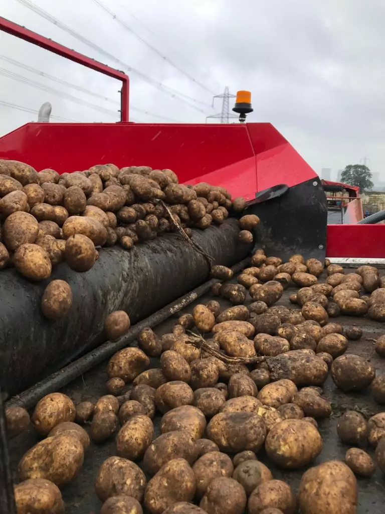 FieldLoad Pro Potato Sorting Vegetable Tong Engineering