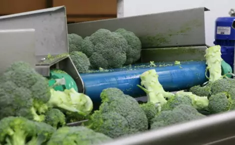 Broccoli Trimmer Trimming machine