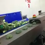 Broccoli Trimming Line Tong Engineering Vegetable Packing