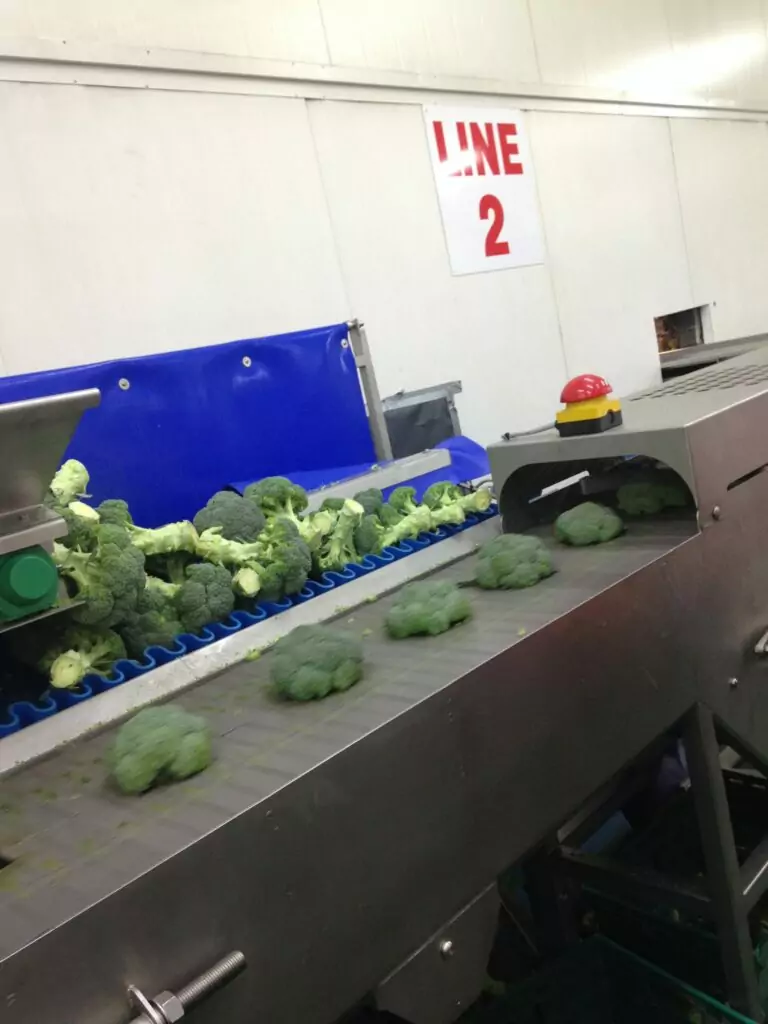 Broccoli Trimming Line Tong Engineering Vegetable Packing