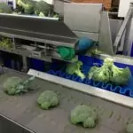 Broccoli Trimming Line Tong Engineering Vegetable Packing