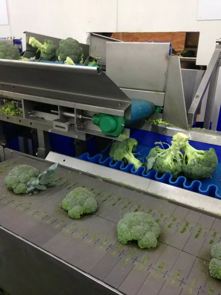 Broccoli Trimming Line Tong Engineering Vegetable Packing