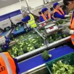 Broccoli Trimming Line Tong Engineering Vegetable Packing