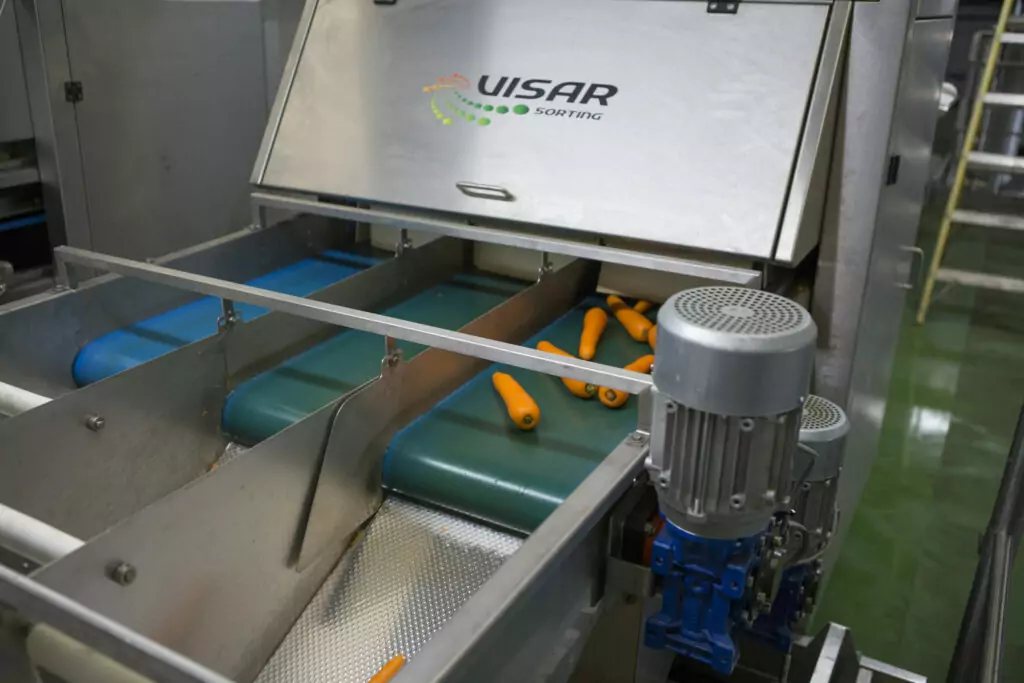 Visar Carrots Optical Sorting Tong Engineering