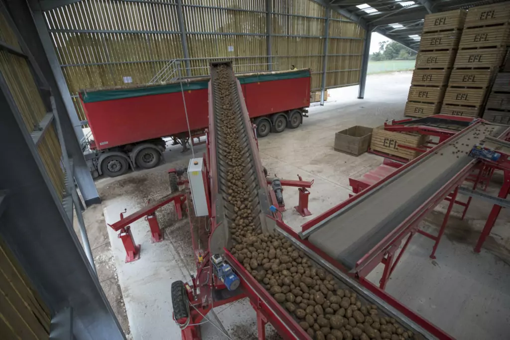 Elveden-Caretaker-potato-grading-mobile-portable-grader-sorter-even-flow-potato-box-bin-filling-11-1024x683