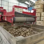 Elveden-Caretaker-potato-grading-mobile-portable-grader-sorter-even-flow-potato-box-bin-filling-54-1-1024x683