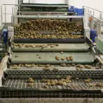 lev-sweden Tong Grader Vegetable Grading Potatoes