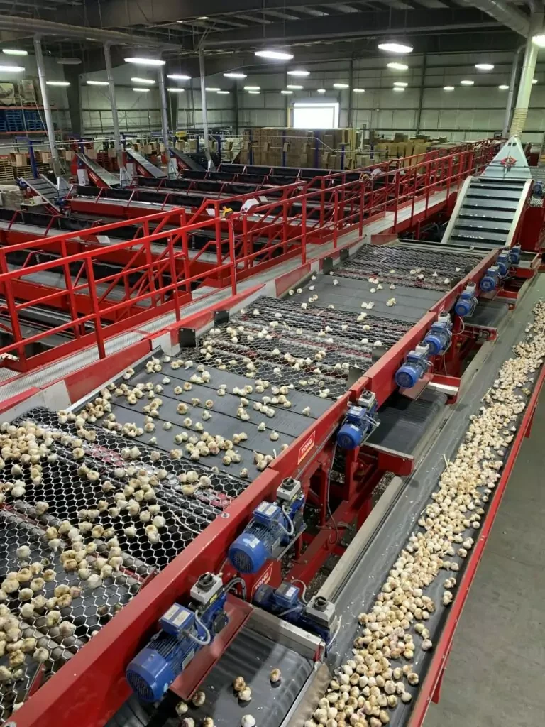 Garlic grading sorting line