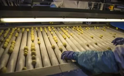 potato roller inspection table (19)