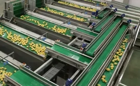 Tong potato conveyor