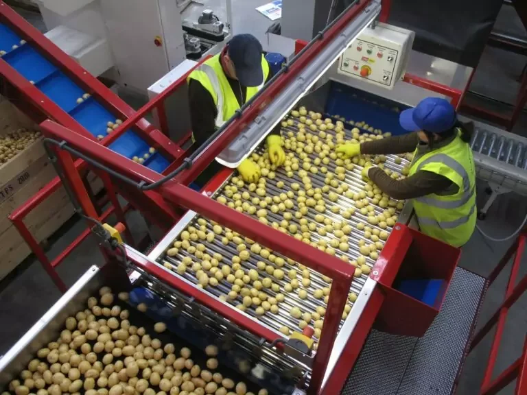 roller inspection table potato carrots (9)