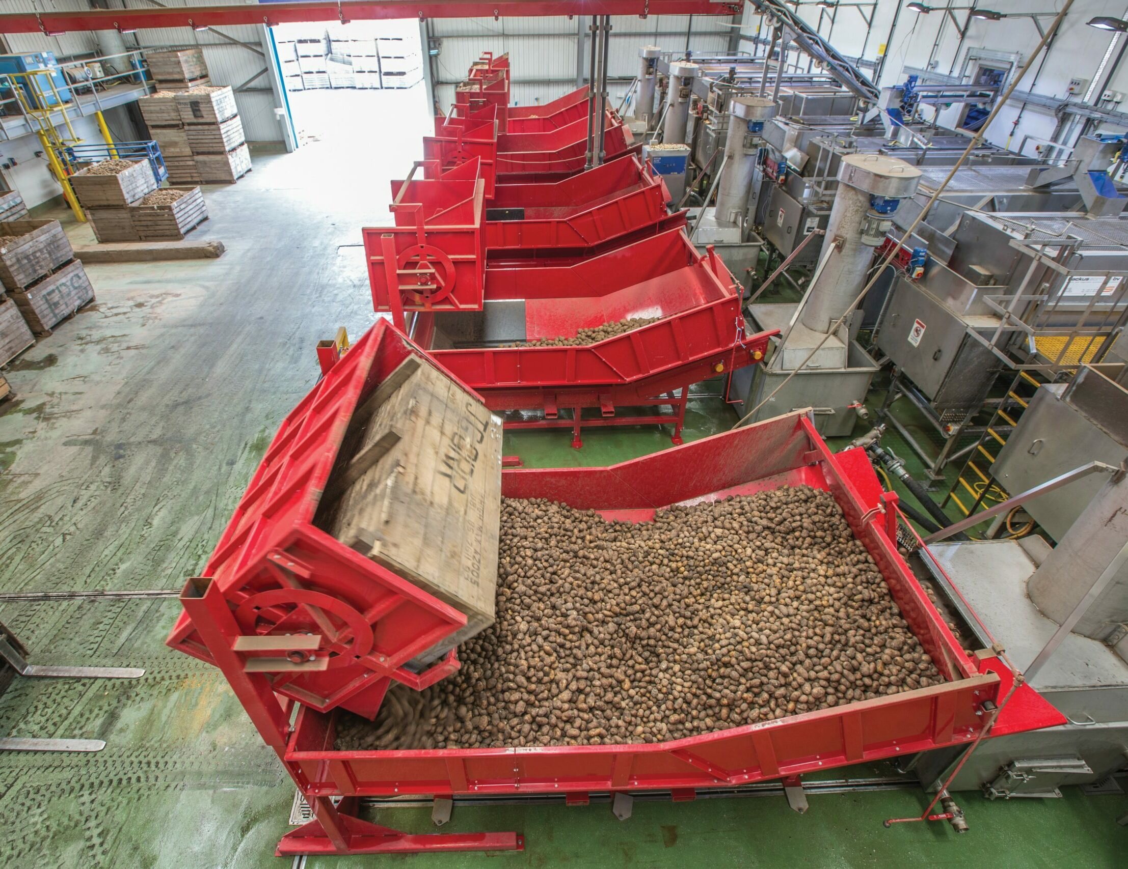 Tong potato hoppers infeed intake