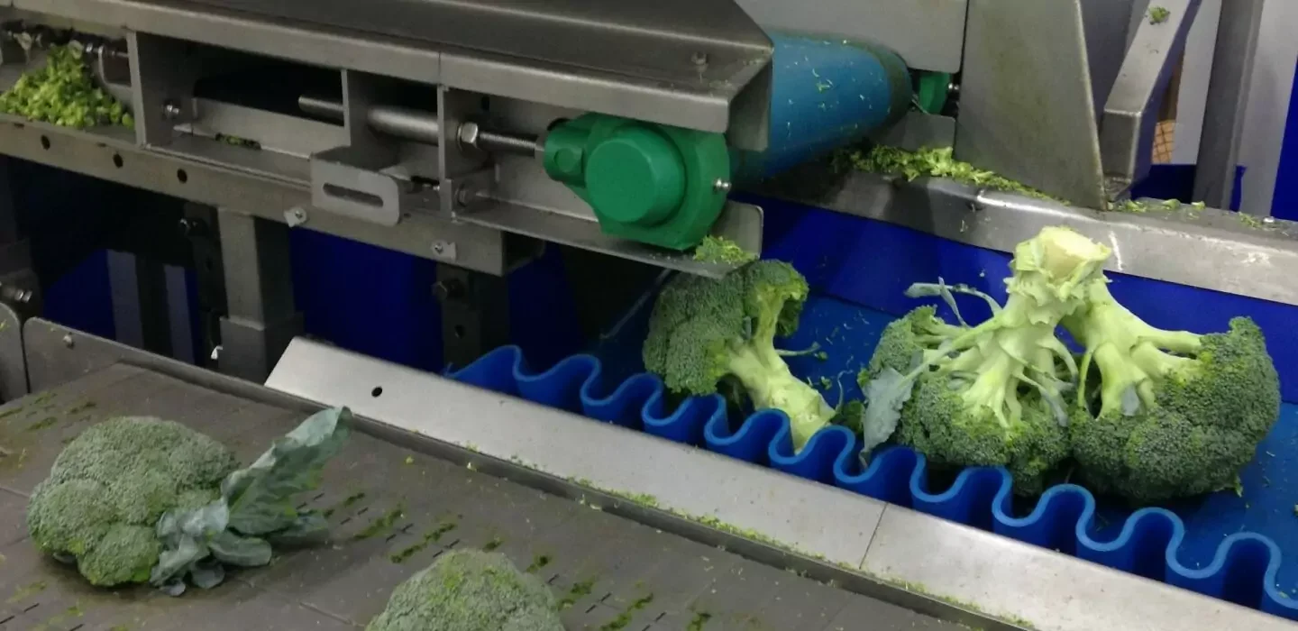 Automated Broccoli Trimming | Tong Engineering