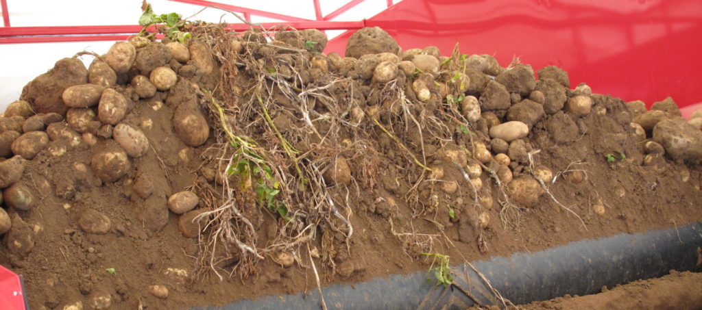 Reducing Potato Damage | Tong Engineering