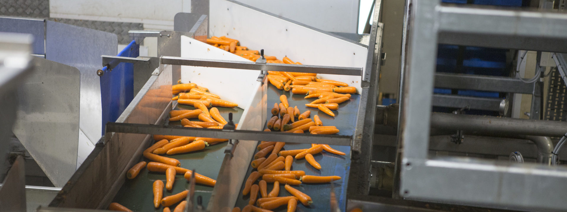 tong-visar-carrot-optical-sorting-grading-line-4