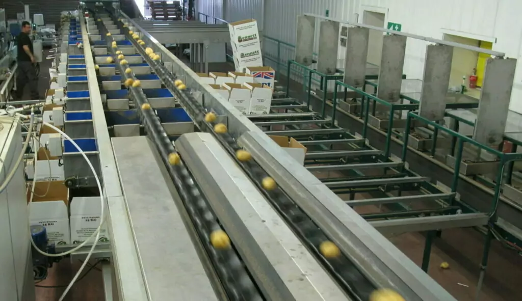 MAF Potato Sorting Optical