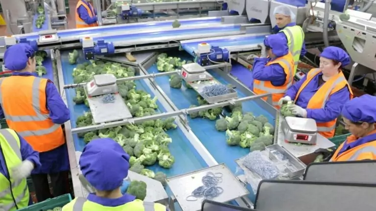 Broccoli Trimmer Trimming machine