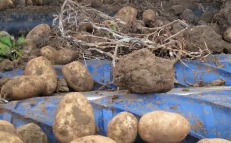 Tong EasyClean potato onion vegetable cleaner separator soil removal (3)