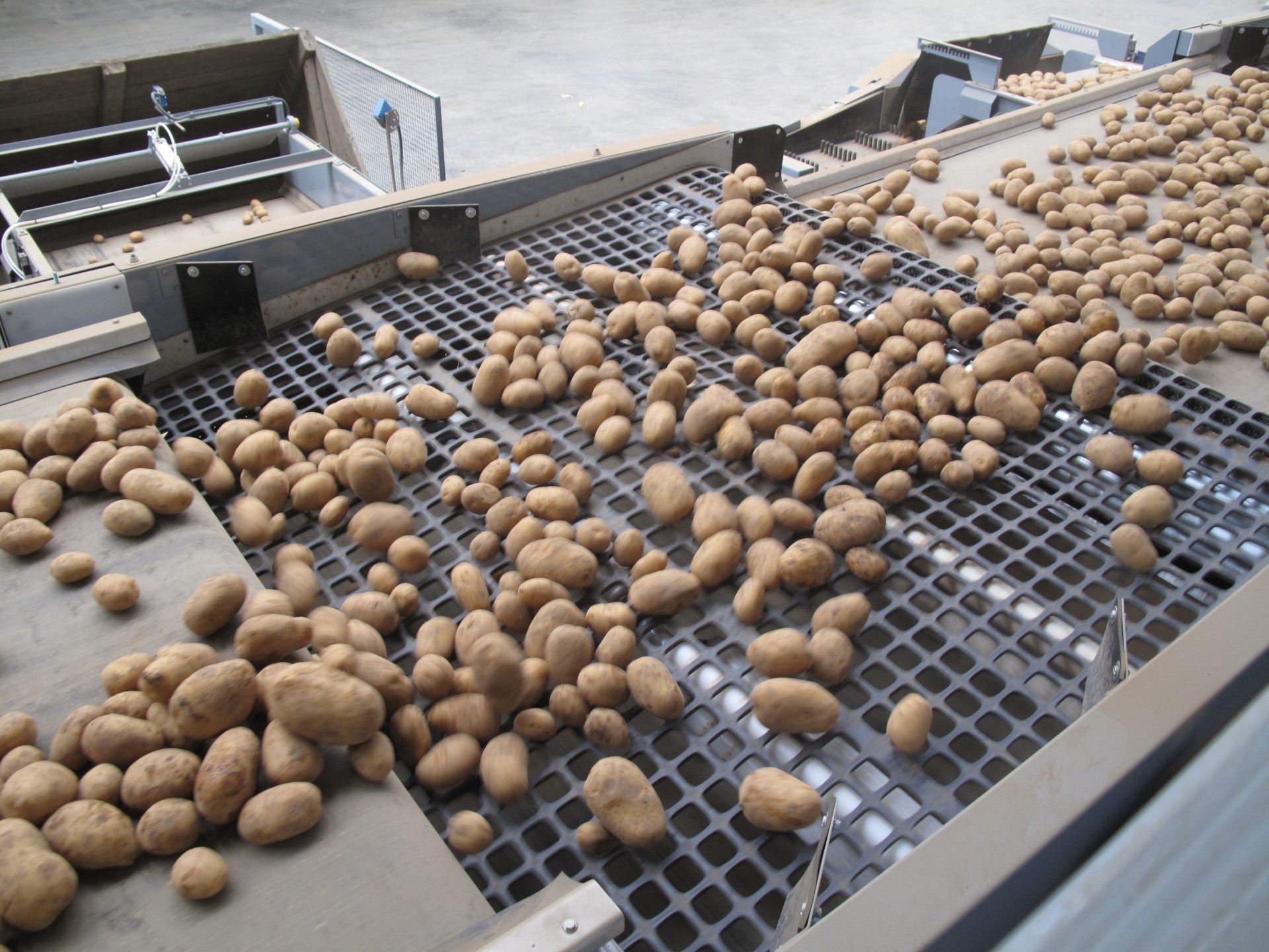 Tong Potato Grading Line Potato Grader