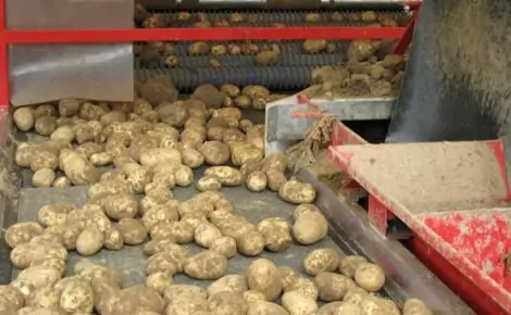 Tong EasyClean potato onion vegetable cleaner separator soil removal (1)