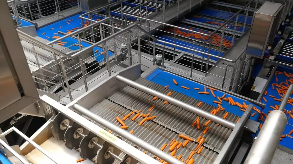Carrot grading & washing line | Tong Engineering