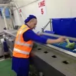 Broccoli Trimming Line Tong Engineering Vegetable Packing