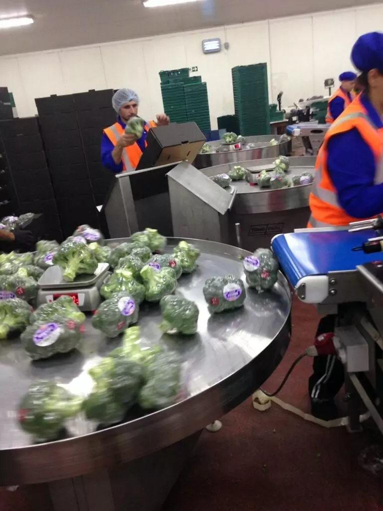 Rotary Packing Table Vegetable packing Tong Engineering Broccoli