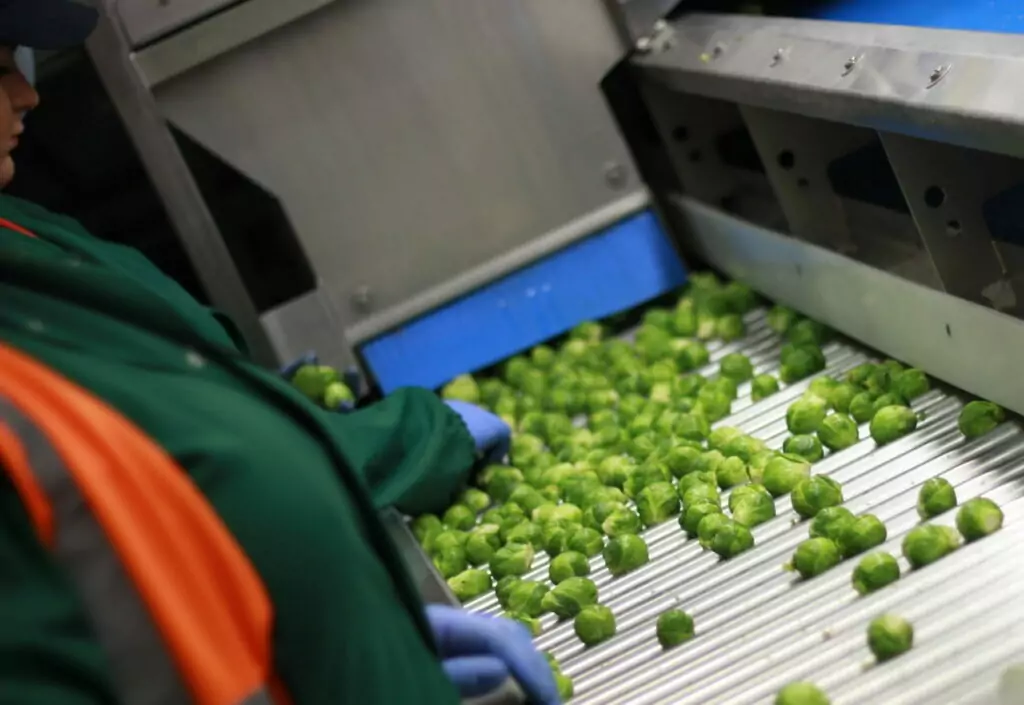 Brussel sprout vegetable roller inspection tables | Tong