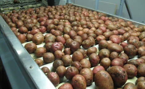 potato roller inspection table (19)