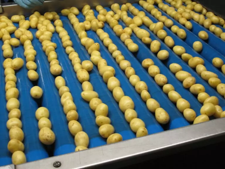 roller inspection table | Vegetable handling machinery | Tong Engineering