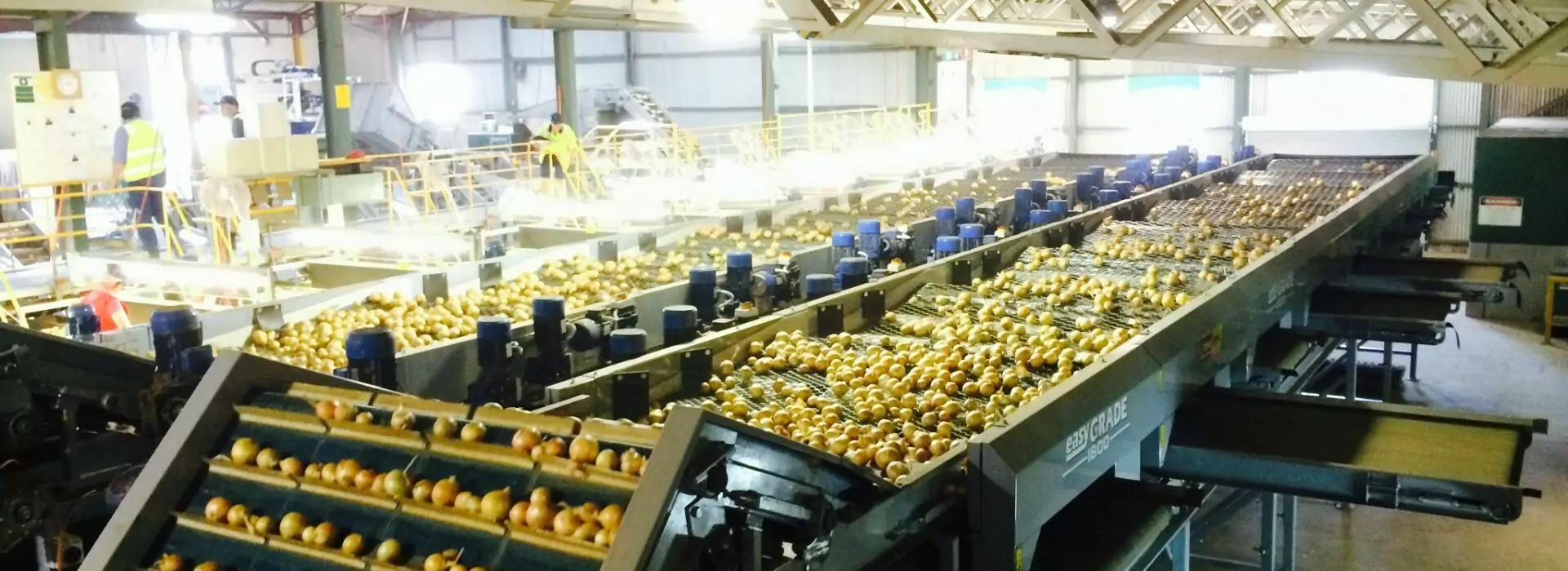 Field Fresh Onion Conveyor & Onion Grading Line | Tong Engineering