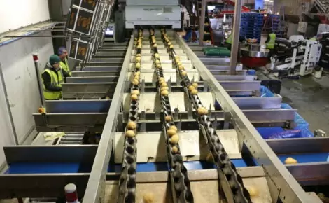 MAF potato optical weight sorting line (18)