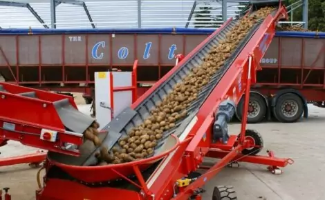 Potato Grading Bulker Elevator Loading