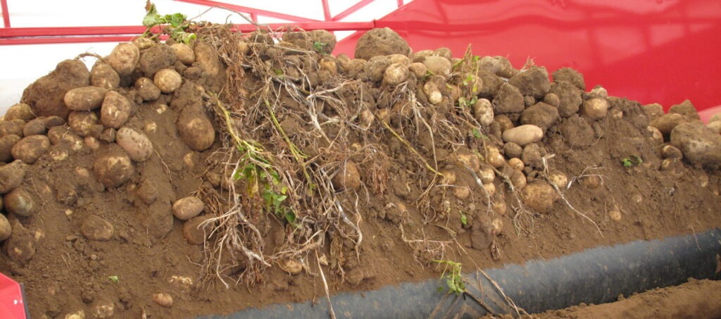 Potato Grading Caretaker Grader from Tong (9)