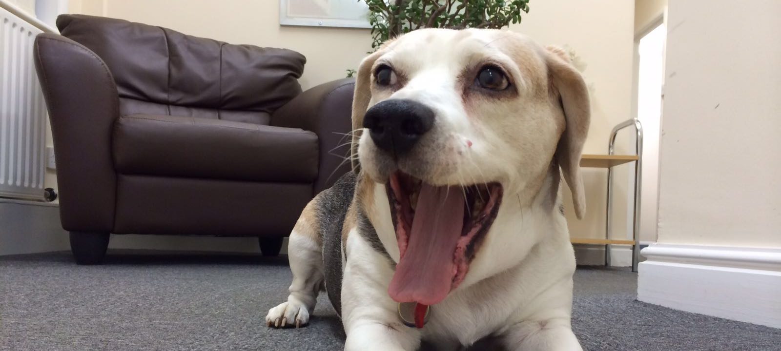 Snoopy Tong Office Dog Beagle (3)