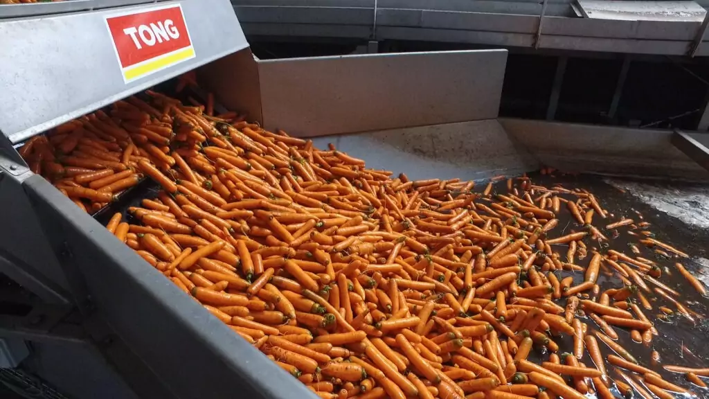 Tong Stainless Steel Pre-Soak Tank Carrot Potato Wet Hopper