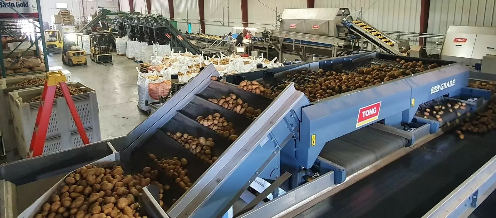 Potato Machine | Tong Engineering UK