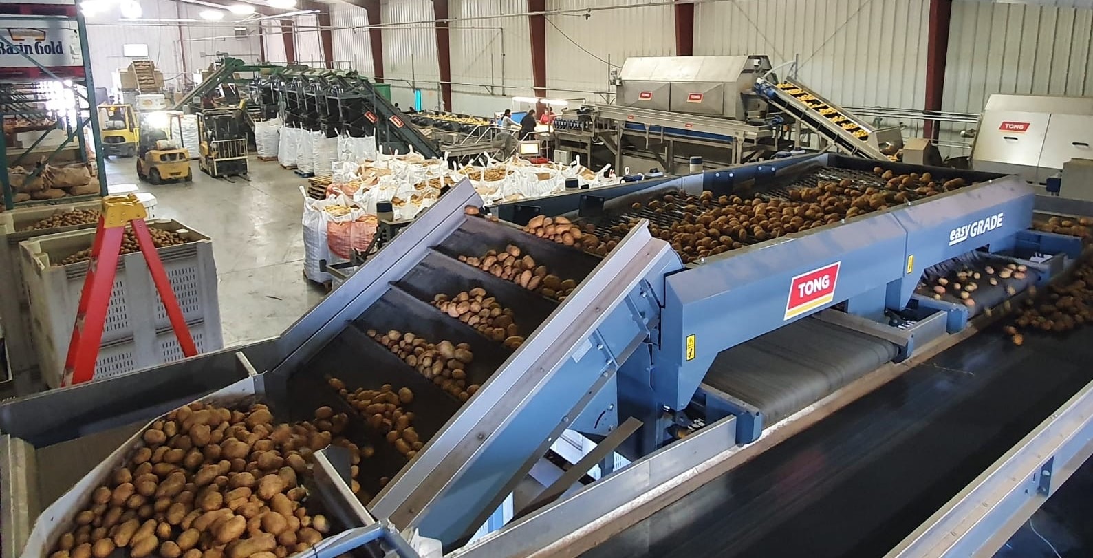 Potato Machine | Tong Engineering UK