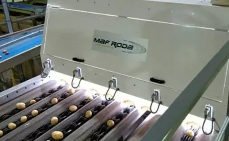 MAF potato sorting