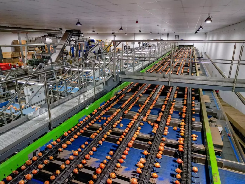 onion optical sorting line