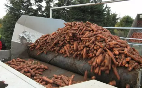 Tong Carrot Loading (1)