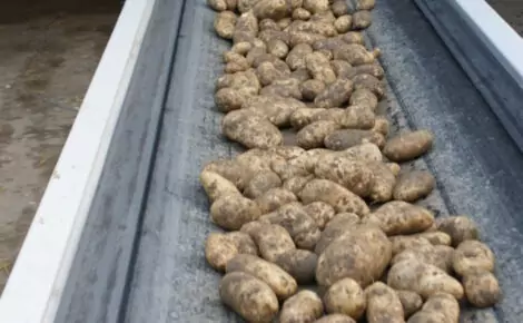 Mobile Conveyor potato