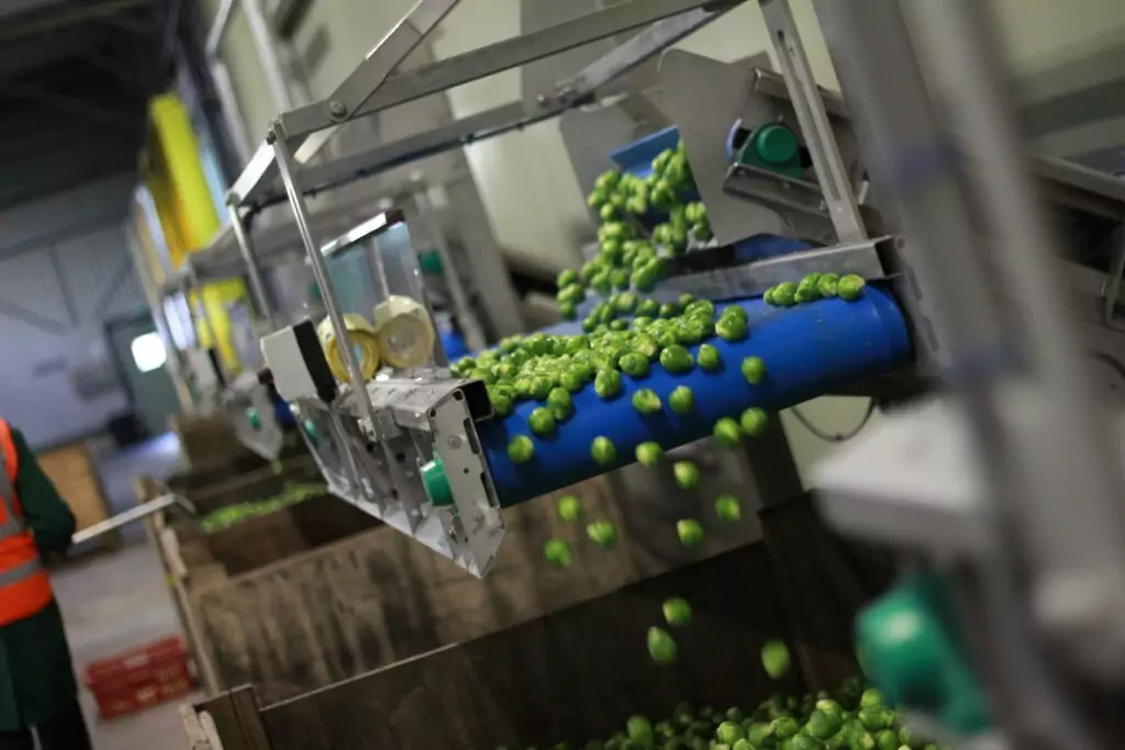 Crop Handling | Brussel Sprout Vegetable Conveyor Handling | Tong