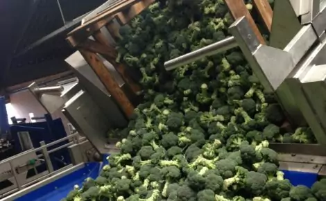 Broccoli Trimmer Trimming machine
