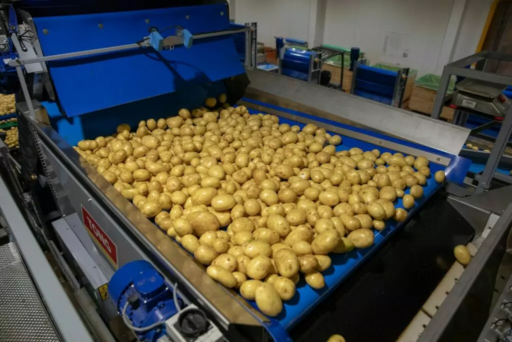 Tong potato hoppers infeed intake