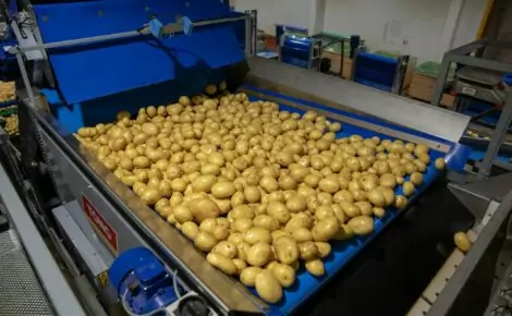 Tong potato hoppers infeed intake