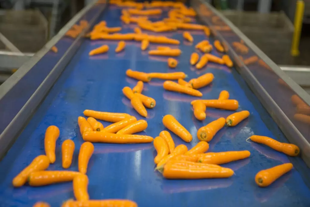 Carrot conveyor