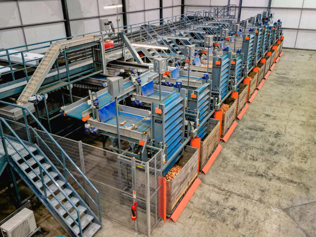 elveden onion optical sorting filling